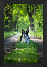 Border collie in forest Framed