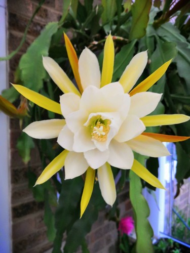 Dragon fruit epiphyllum - fruit, /