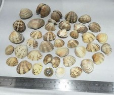 Sea shells - natural small large oyster razor - English shore - UK stock