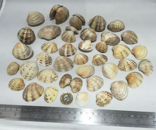 Sea shells natural small - sea,