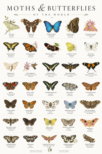 Moths butterflies the - of,