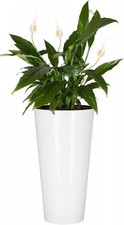 B2C Planter Plant Pot