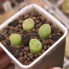 Exact Plant，4pcs Conophytum