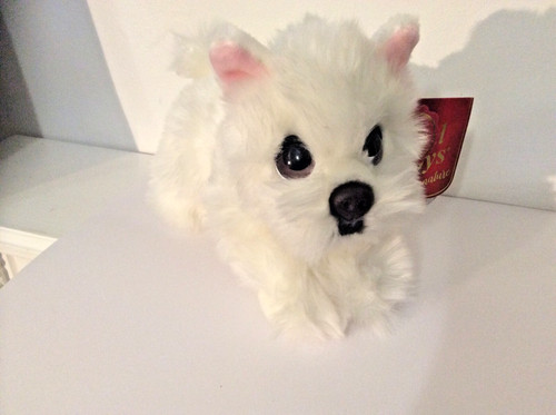Westie scottie dog - westie.scottie, dog..cuddle