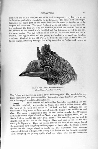 Original old antique print - original,
