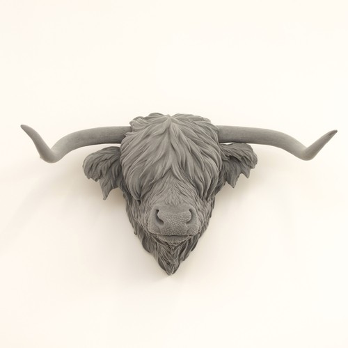 Grey velvet highland - grey, head