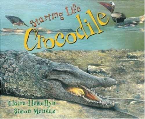 Starting life crocodile - starting,