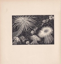 1929 SEA ANEMONES Print Wood Engraving - Antique Sea Life Art - 8 x 7.25 Inches