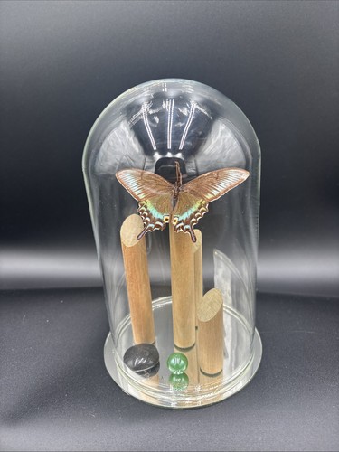 Real taxidermy butterfly - real,