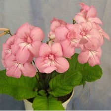 Streptocarpus Bristol's
