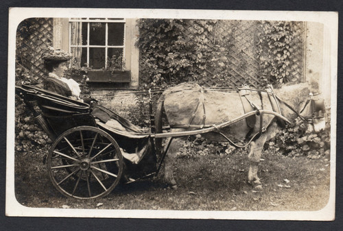 Postcard donkey cart lady - postcard,