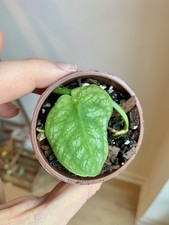 Monstera Dubia Established Plant (Rare Shingling Aroid Plant)
