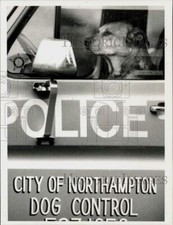 1989 Press Photo "Road Rat" sits in driver's seat of Northampton police car.