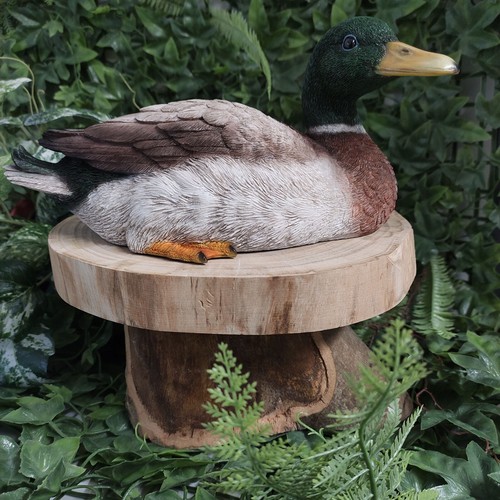 Vivid arts squatting mallard - vivid,
