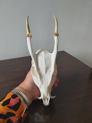 Muntjac buck deer - buck,