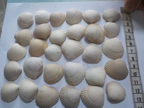White cockle shells beach - white,