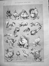 Old 1890 Dairy Show Birds Pigeons Brahmas Fowl Labour Shipping Strike Victorian