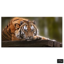 Tiger Wild   Animals BOX