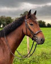 Working Bridle Mini Shetland
