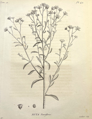 Antique botanical engraving - antique,
