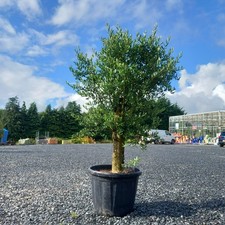 1 x 6ft Olive Tree in a 80l