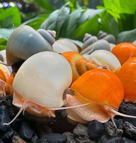 Live mystery snails - mystery, –