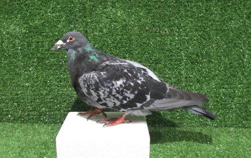 Walking grey racing pigeon - walking,