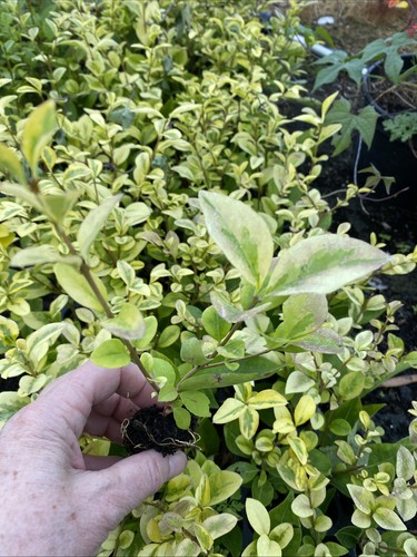 Golden privet plug plants - golden,