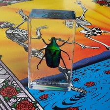 Real Insect Paperweight -