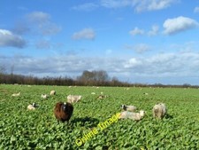 Photo 6x4 Sheep on a winter