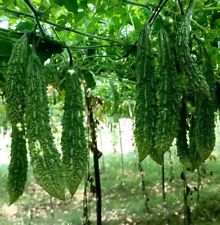 bitter melon, bitter gourd 8