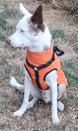 Orange viz strips onetigis - orange,