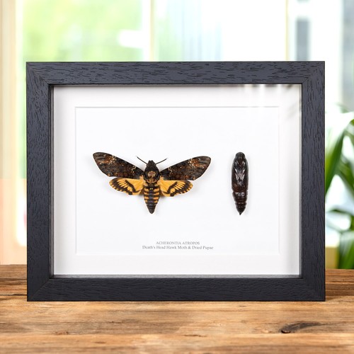 Pupae and death - head, hawk