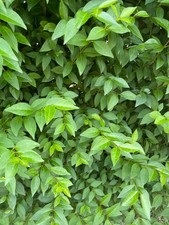 Stick Insect Food Leaf Insect