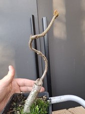  Oak Bonsai Tree  part trained