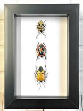 3 x Man Faced Stink Bug Collection Deep Box Frame Display Case Insect Beetle