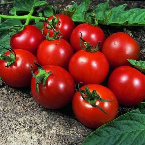 Alicante tomato plug - tomato,