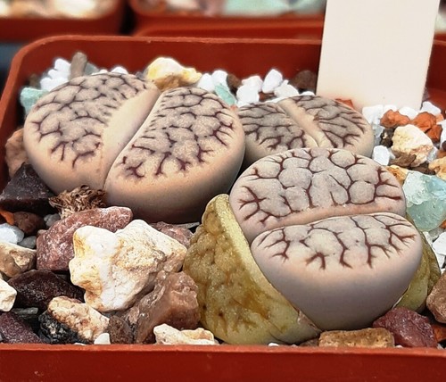 Lithops gracilidelineata ssp