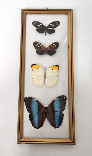 Vintage butterfly taxidermy - vintage,