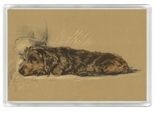 DACHSHUND WIRE HAIRED