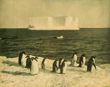 Herbert Ponting - Penguins