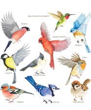 10 Beautiful Garden Birds