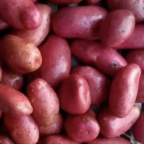 Manitou potato chitted - manitou,