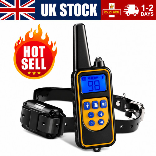 Dog pet training - dog, collar