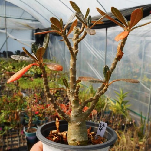 Rare plant dorstenia gigas - rare,