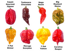 Worlds HOTTEST Chilli - 40 Seeds 8 Varieties inc Carolina Reaper + FREE Seeds
