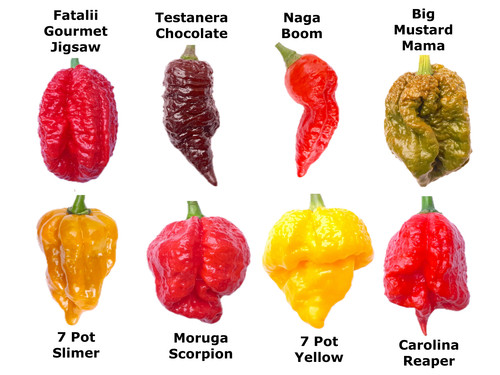 Worlds hottest chilli 40 - hottest,