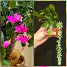 Christmas Cactus +Donkeys Tail