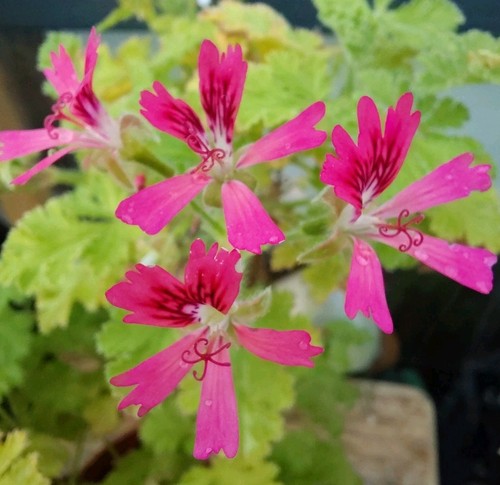 Pelargonium shottesham pet - pelargonium, pet'