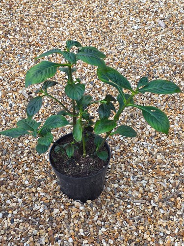 Hemiboea subcapitata - , (2l)